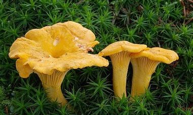 Parasites foxes in the human body