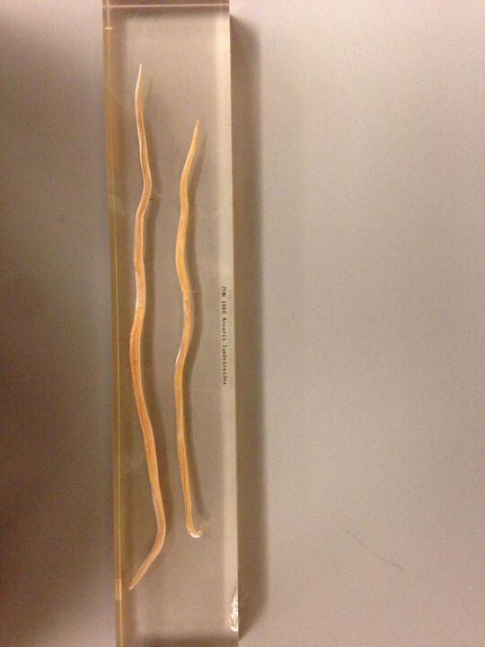 intestinal worms