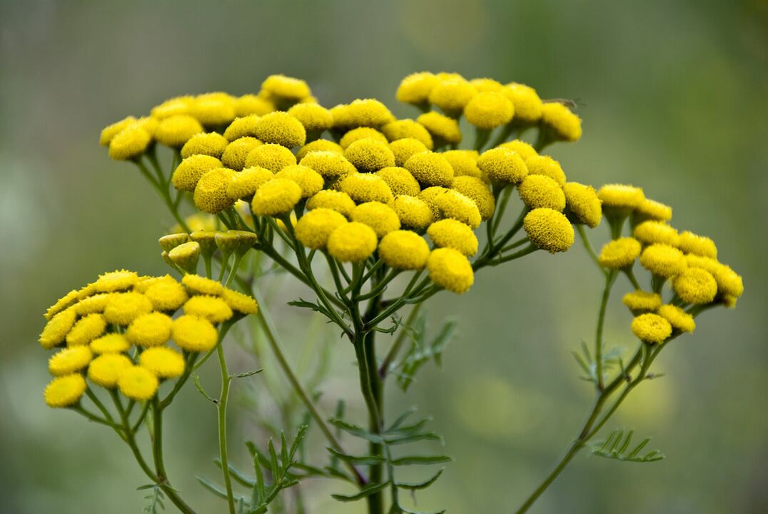 Eliminate the Helminthic Invasion using tansy