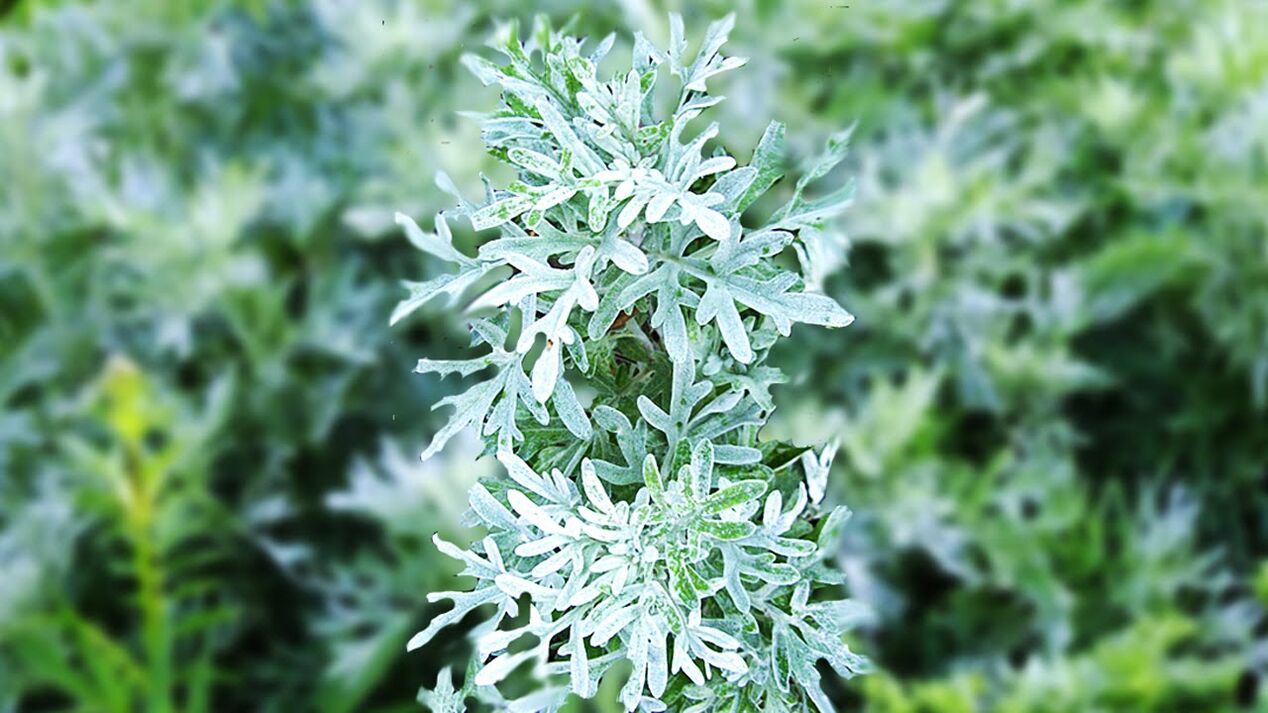 Wormwood is widely used for deworming. 