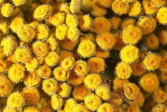 Treat helminthiasis with tansy with caution. 