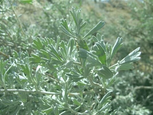 Wormwood helps in the fight against worms. 