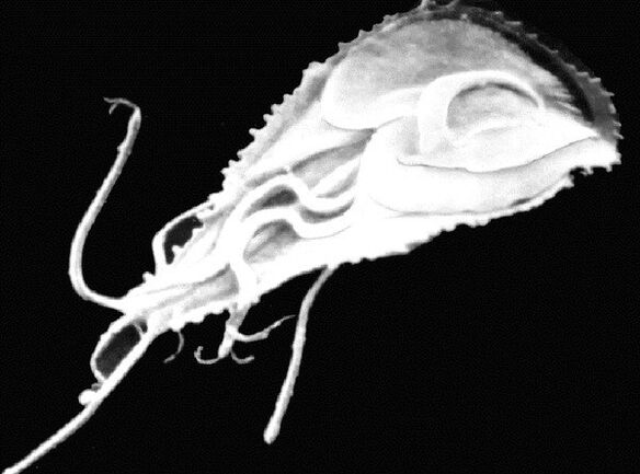 Giardia is a flagellated protozoan parasite. 