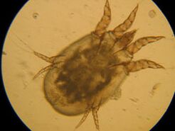 Mark under a microscope