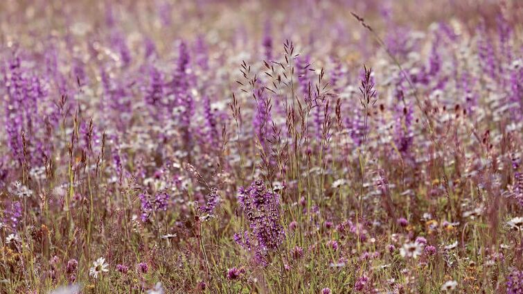 Salvia of the parasites